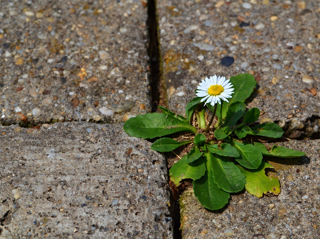 © Unlimphotos