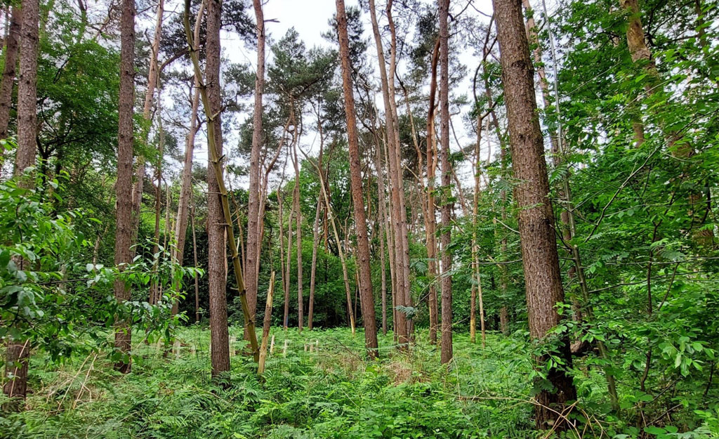 © Bosgroep Oost-Vlaanderen
