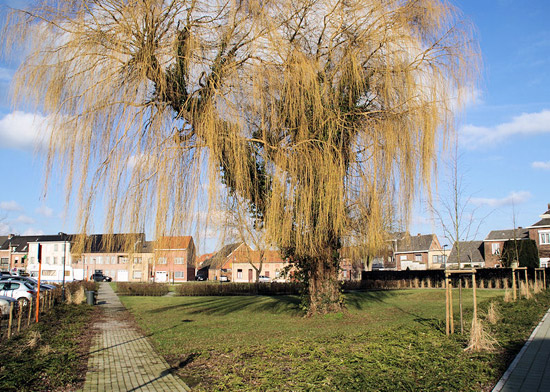 Het park in Melsele werd uitgebouwd rond een oude treurwilg.